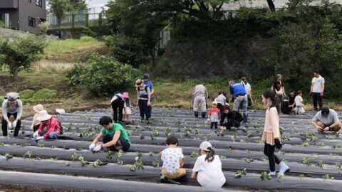 【沼駿三田地域協議会】食育体験「サツマイモ苗挿し」