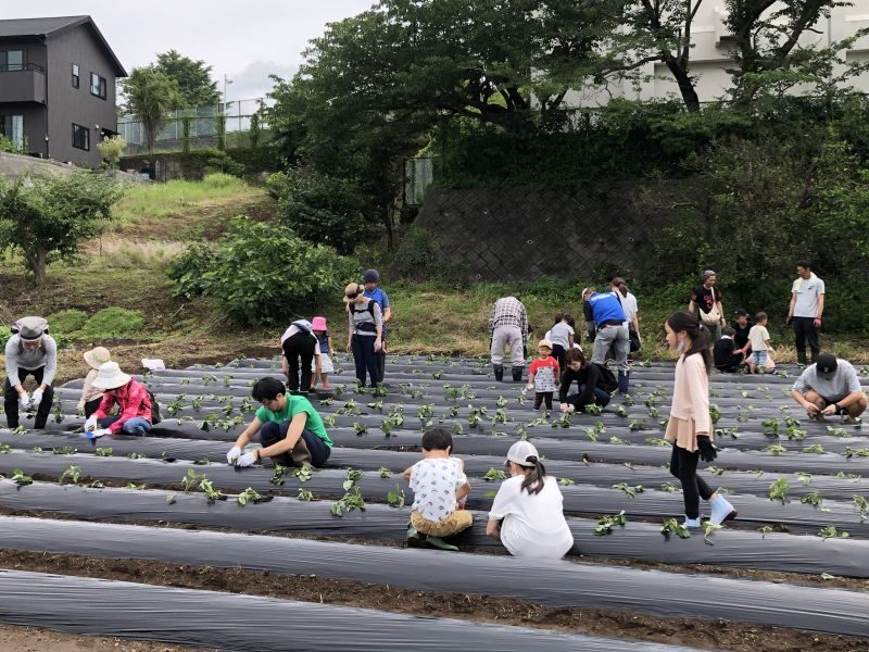 【沼駿三田地域協議会】食育体験「サツマイモ苗挿し」