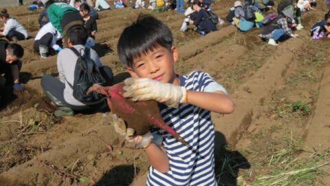 【沼駿三田地域協議会】食育体験「サツマイモ収穫」