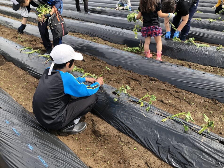 【沼駿三田地域協議会】食育体験「サツマイモ苗挿し」