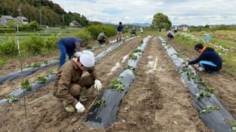 【湖西地協】さつまいも苗植え活動