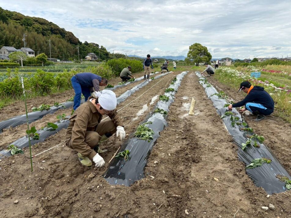 【湖西地協】さつまいも苗植え活動