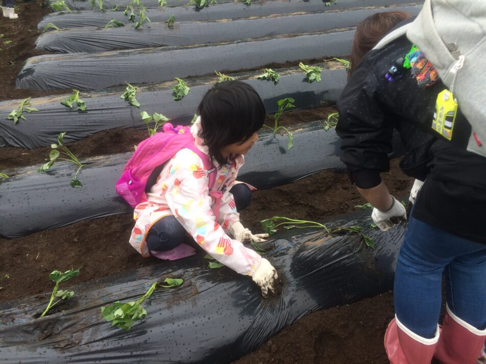 【沼駿三田地域協議会】食育体験・サツマイモ苗挿し