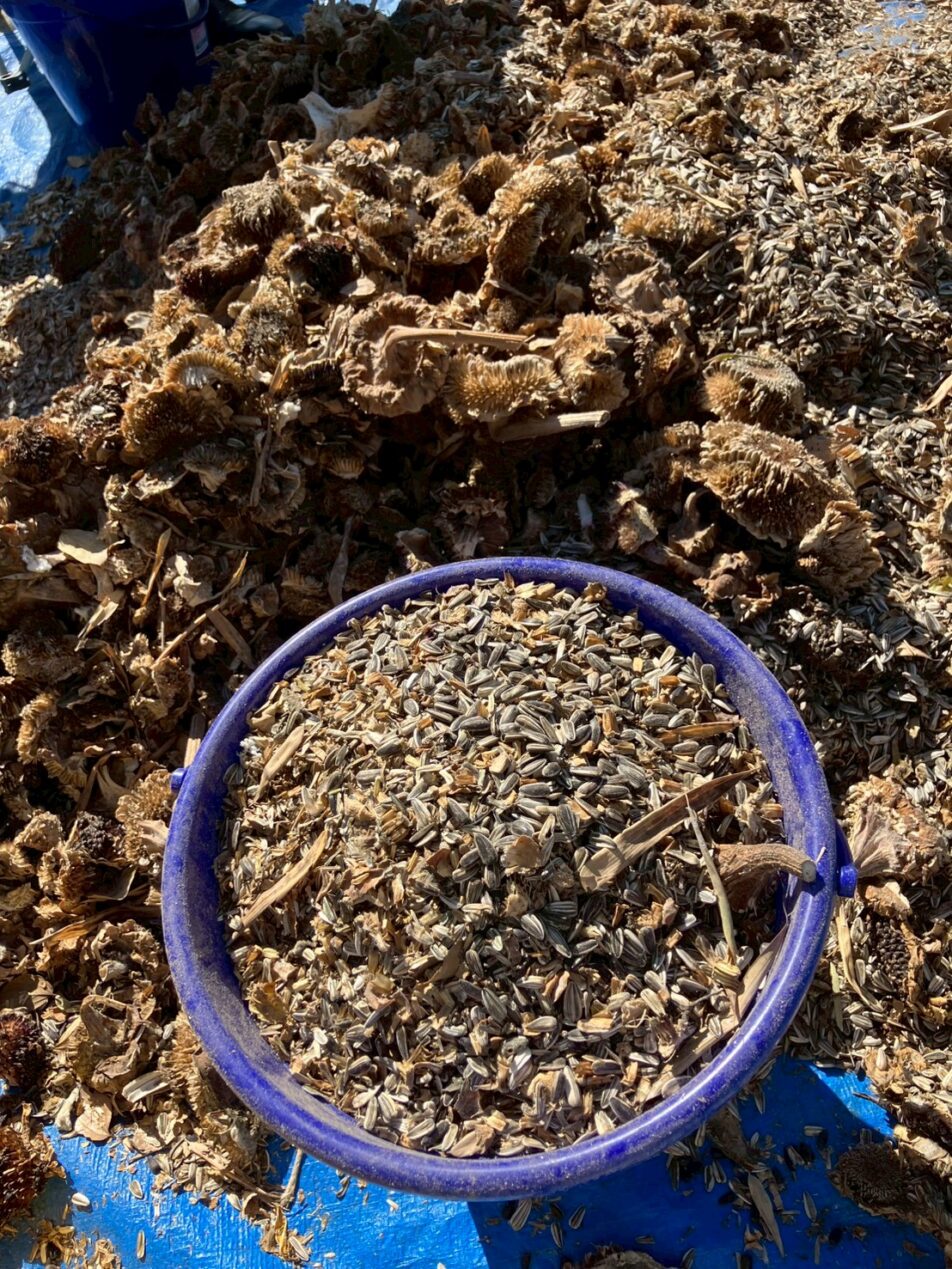 【湖西地協】『木彩の環。』活動 ひまわりの種収穫