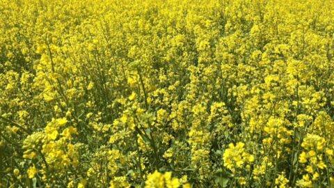 【湖西地協】『木彩の環。』菜の花畑満開です