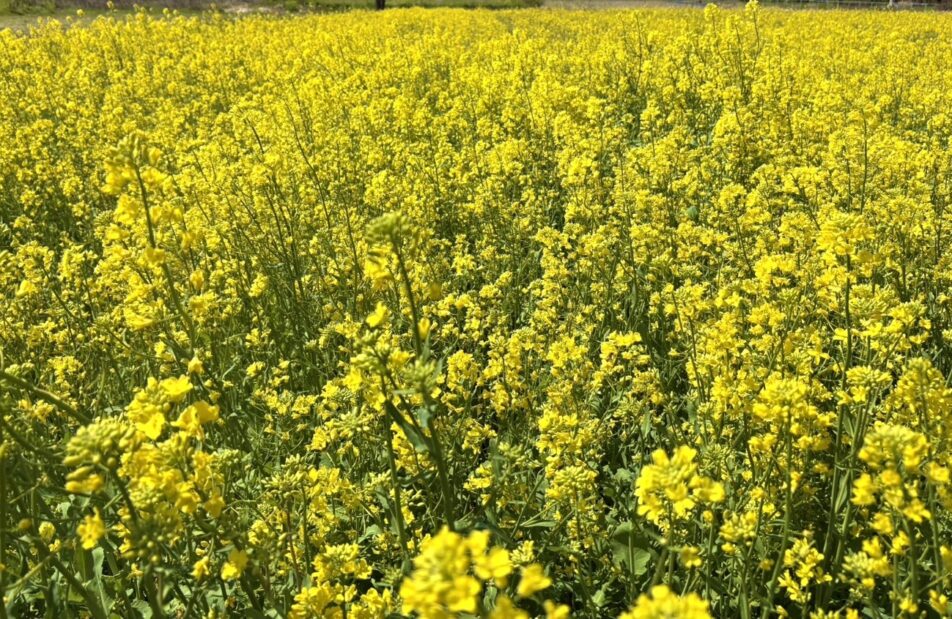 【湖西地協】『木彩の環。』菜の花畑満開です