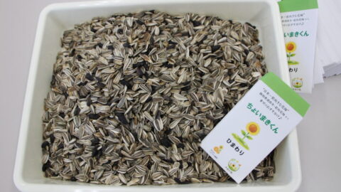 【湖西地協】『木彩の環。』委員会　ひまわりの種袋詰め